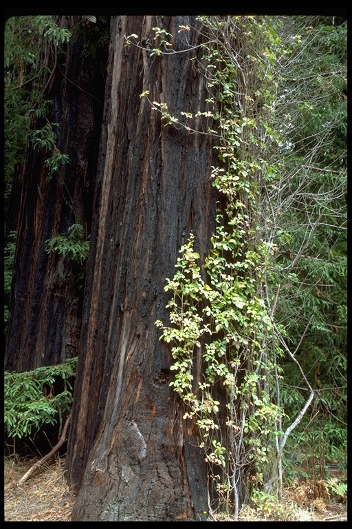 Image of Pacific poison oak