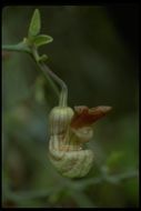 Image of California dutchman's pipe