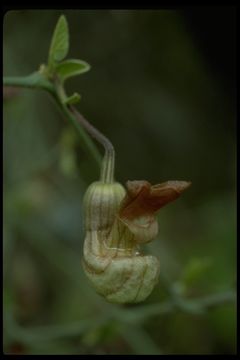 Image de Aristolochia californica Torr.