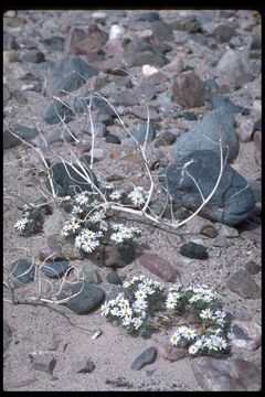 Imagem de Monoptilon bellioides (A. Gray) H. M. Hall