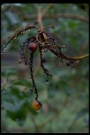 Image of Pacific madrone