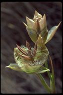 Image of Tiburon mariposa lily