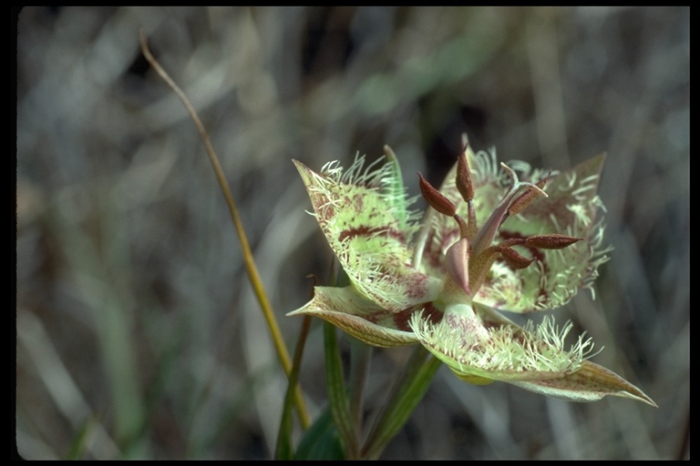 Image of Tiburon mariposa lily