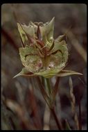 Image of Tiburon mariposa lily