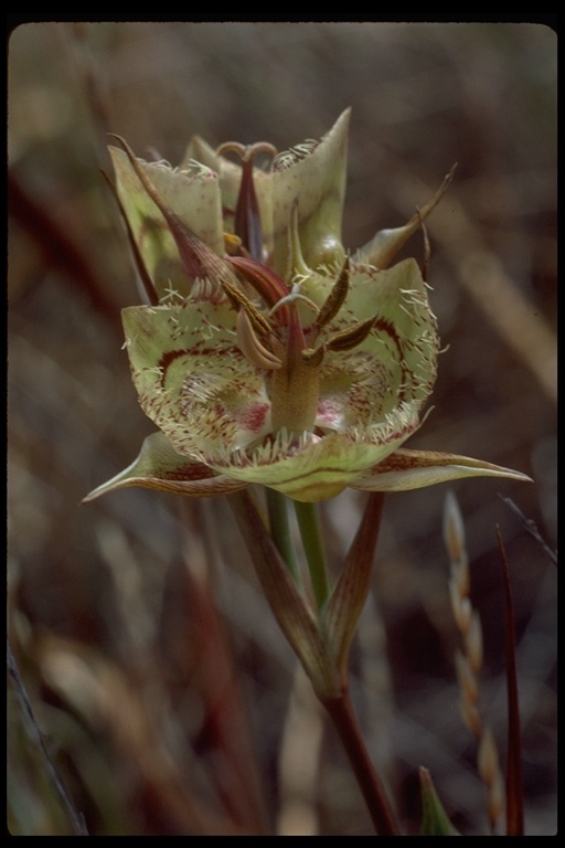 Image of Tiburon mariposa lily