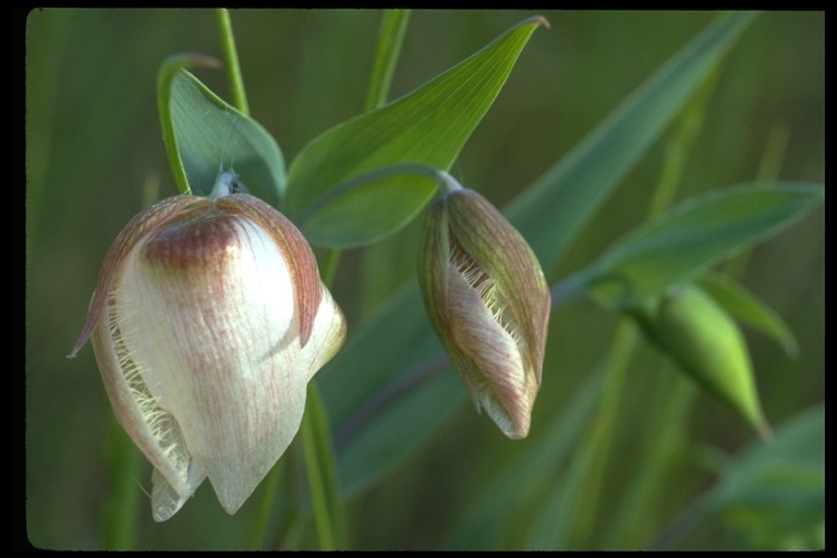 Image of White fairy-lantern