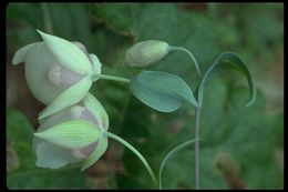 Image of White fairy-lantern