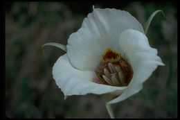 Image de Calochortus venustus Douglas ex Benth.