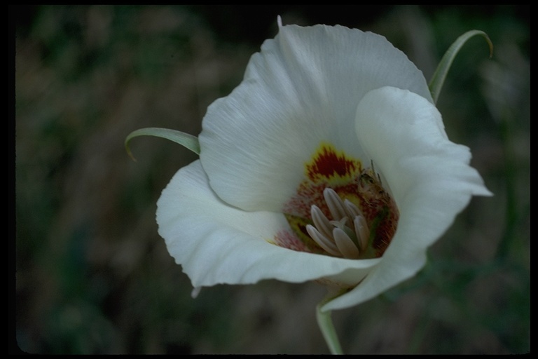 Image de Calochortus venustus Douglas ex Benth.