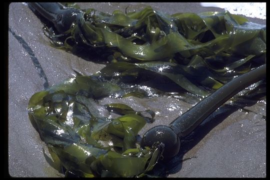 Image of Kelp