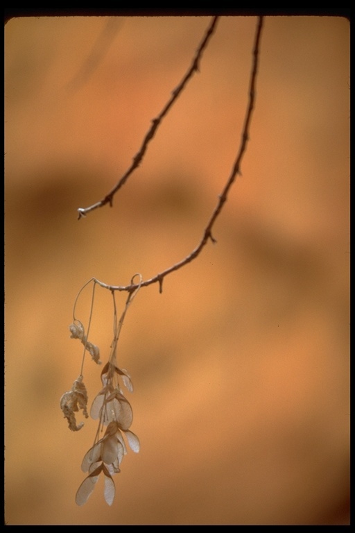 Image of Box Elder