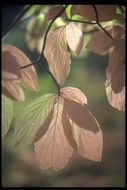 Image of Pacific dogwood