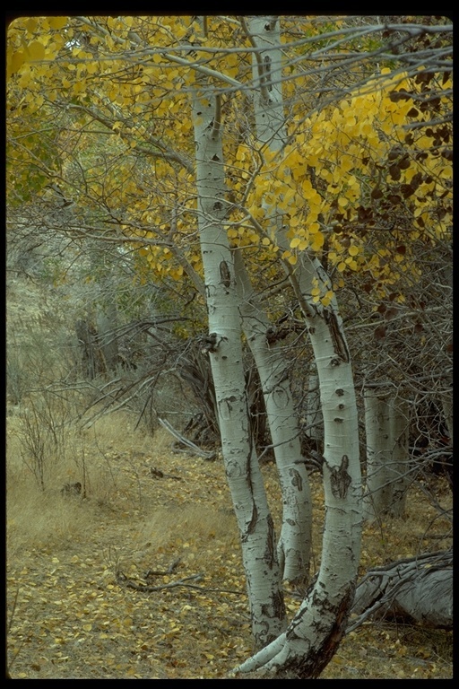 Image of quaking aspen