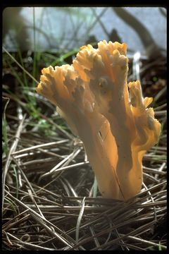 Слика од Clavulina rugosa Pourtales 1850