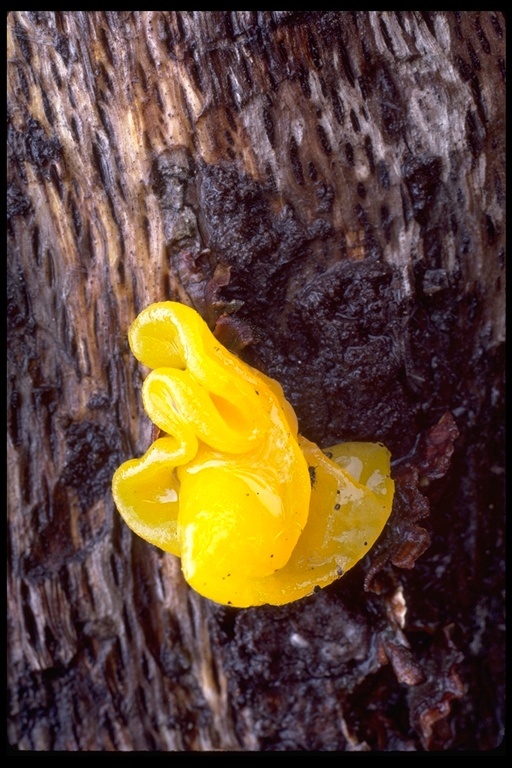 Image of Witches butter