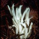 Image of <i>Clavaria vermicularis</i>