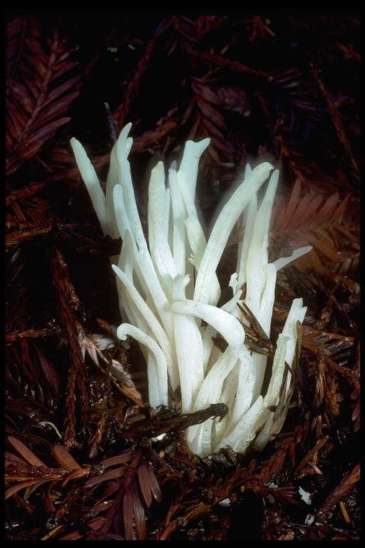 Image of <i>Clavaria vermicularis</i>