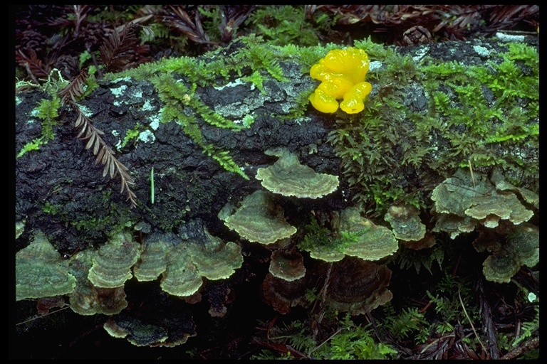 Image de Trémelle mésentérique