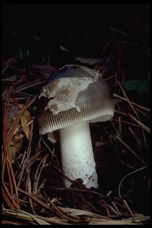 Image of Amanita