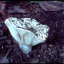 Image of Russula brevipes Peck 1890