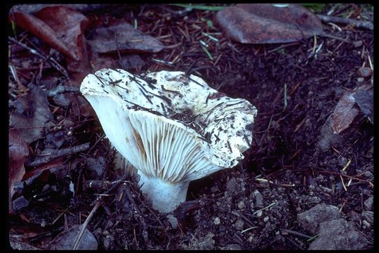 Image of Russula brevipes Peck 1890