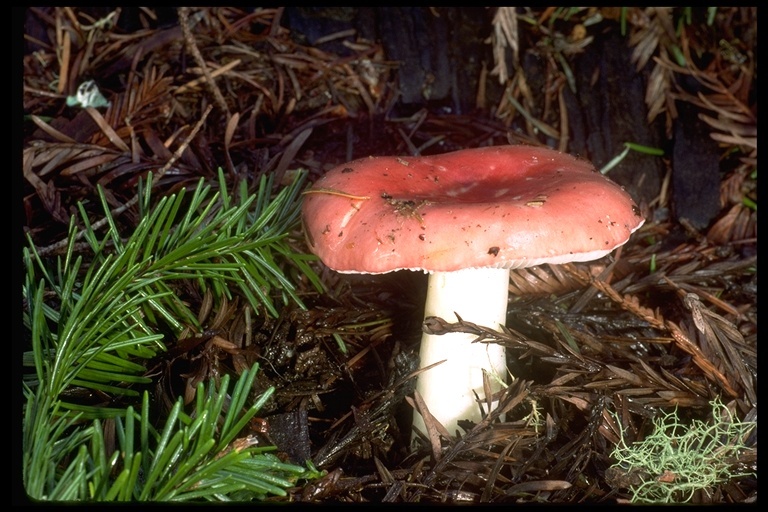 Image of Russula emetica (Schaeff.) Pers. 1796