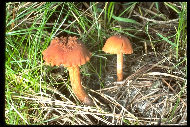 Image of Laccaria laccata (Scop.) Cooke 1884