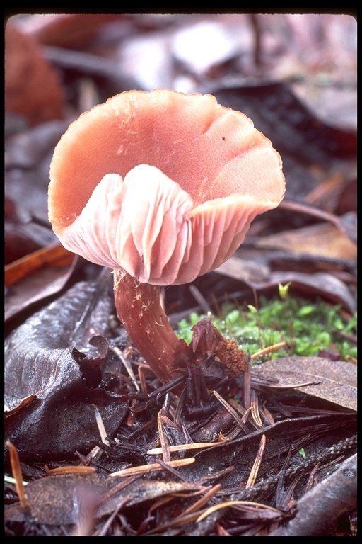 Image of Laccaria laccata (Scop.) Cooke 1884