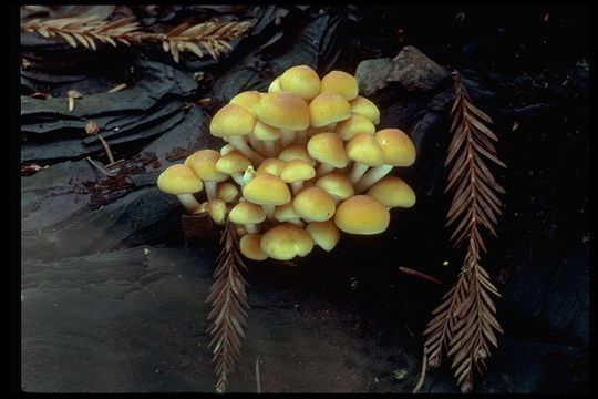 Image of Hypholoma fasciculare (Huds.) P. Kumm. 1871