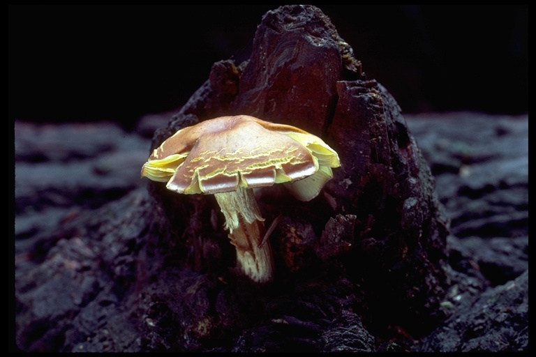 Imagem de Hypholoma fasciculare (Huds.) P. Kumm. 1871