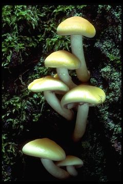 Image of Hypholoma fasciculare (Huds.) P. Kumm. 1871