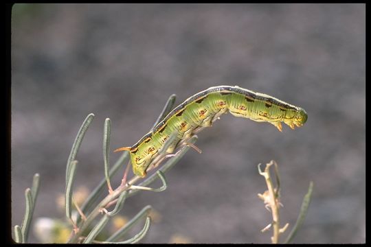 Image of White-lined Sphinx