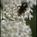 Sivun Opomyzidae kuva