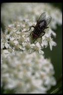 Image de mouche domestique