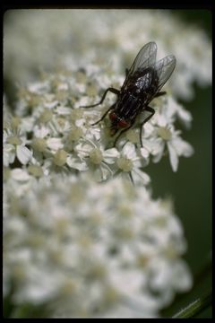 Image of house fly