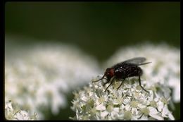 Image of house fly