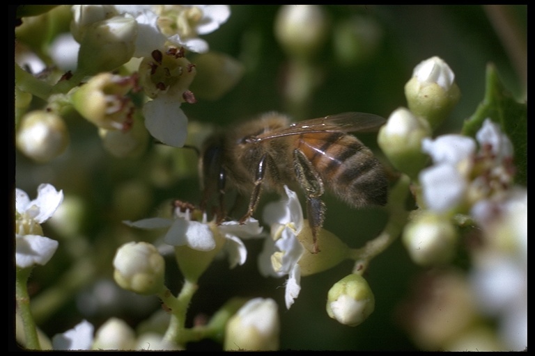 Image de Apis mellifera Linnaeus 1758