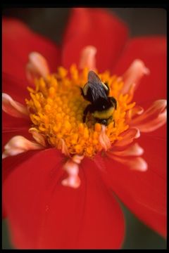 Image of Bumble Bees