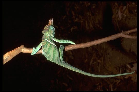 Image of Two-banded Chameleon