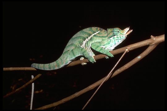 Image of Two-banded Chameleon