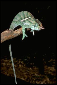 Image of Two-banded Chameleon