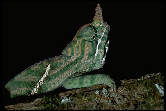 Image of Two-banded Chameleon