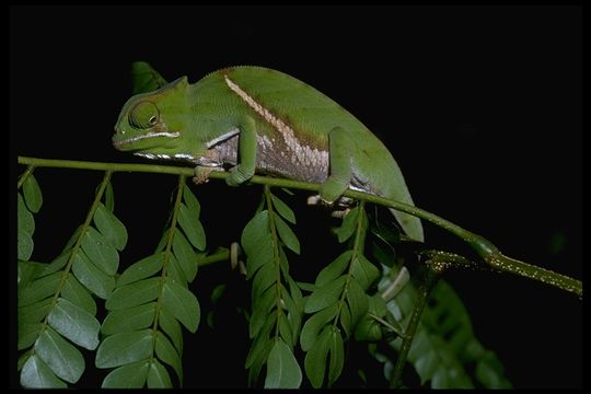 Image of Two-banded Chameleon