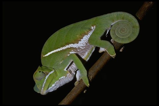 Image of Two-banded Chameleon