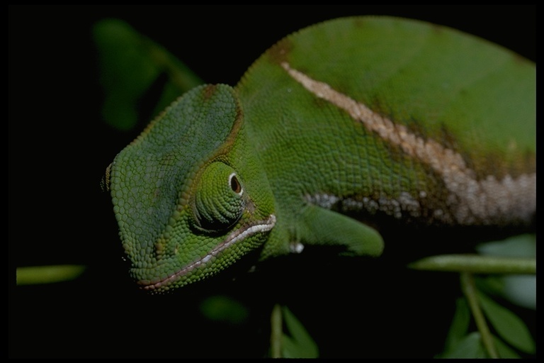 Image of Two-banded Chameleon