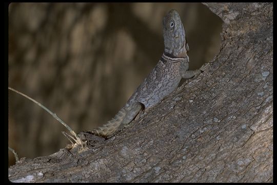 Imagem de Oplurus cyclurus (Merrem 1820)