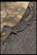 Image of Merrem's Madagascar Swift