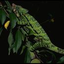 Image of Flat-casqued Chameleon