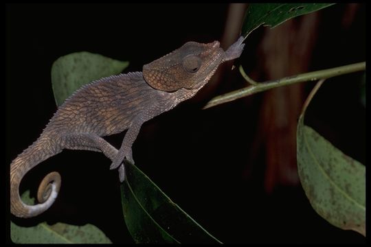 Image of Short-horned Chameleon