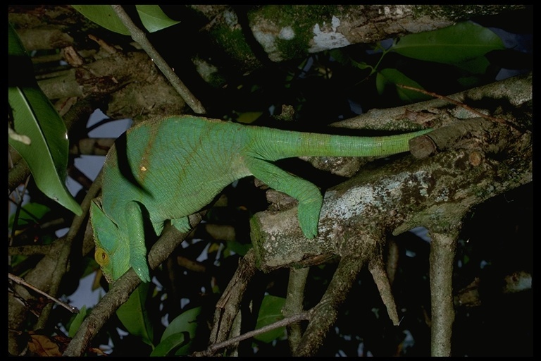 Image of Parson's Chameleon